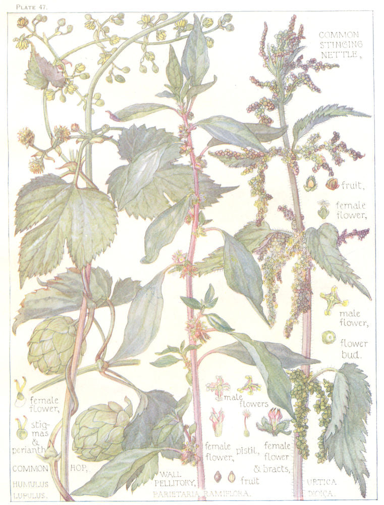 NETTLES. Urticaceae. Common Stinging Nettle; Common Hop; Wall Pellitory 1907